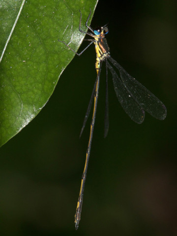 Forest Needle (Synlestes selysi)
